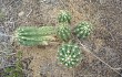 Anteprima di Echinopsis candicans