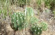 Vista previa de Echinopsis candicans