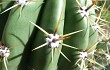 Anteprima di Echinopsis candicans