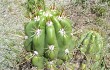 Preview photo Echinopsis candicans