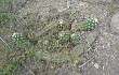 Anteprima di Echinopsis candicans