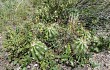 Anteprima di Echinopsis candicans