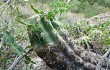 Vista previa de Echinopsis candicans