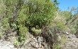 Vista previa de Echinopsis candicans