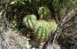 Anteprima di Echinopsis candicans