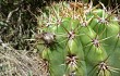 Vista previa de Echinopsis candicans