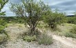 Vista previa de Echinopsis candicans