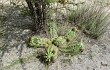 Vista previa de Echinopsis candicans