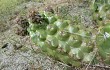 Vista previa de Echinopsis candicans