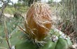 Anteprima di Echinopsis candicans