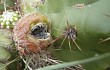 Vista previa de Echinopsis candicans