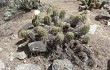 Vista previa de Echinopsis candicans