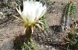 Anteprima di Echinopsis candicans