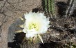 Anteprima di Echinopsis candicans