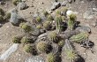 Anteprima di Echinopsis candicans