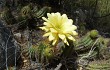 Preview photo Echinopsis candicans