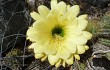 Preview photo Echinopsis candicans