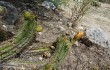 Anteprima di Echinopsis candicans