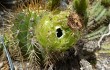 Anteprima di Echinopsis candicans