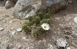 Preview photo Echinopsis candicans