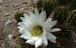 Preview photo Echinopsis candicans