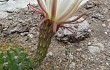 Preview photo Echinopsis candicans