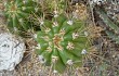 Vista previa de Echinopsis candicans