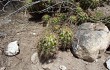 Anteprima di Echinopsis candicans