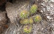 Vista previa de Echinopsis candicans