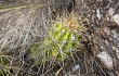 Preview photo Echinopsis candicans