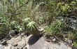 Preview photo Echinopsis candicans