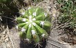 Preview photo Echinopsis candicans