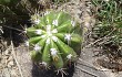 Anteprima di Echinopsis candicans