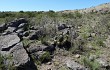 Vista previa de Echinopsis candicans