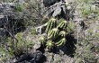 Vista previa de Echinopsis candicans