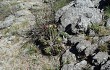 Vista previa de Echinopsis candicans