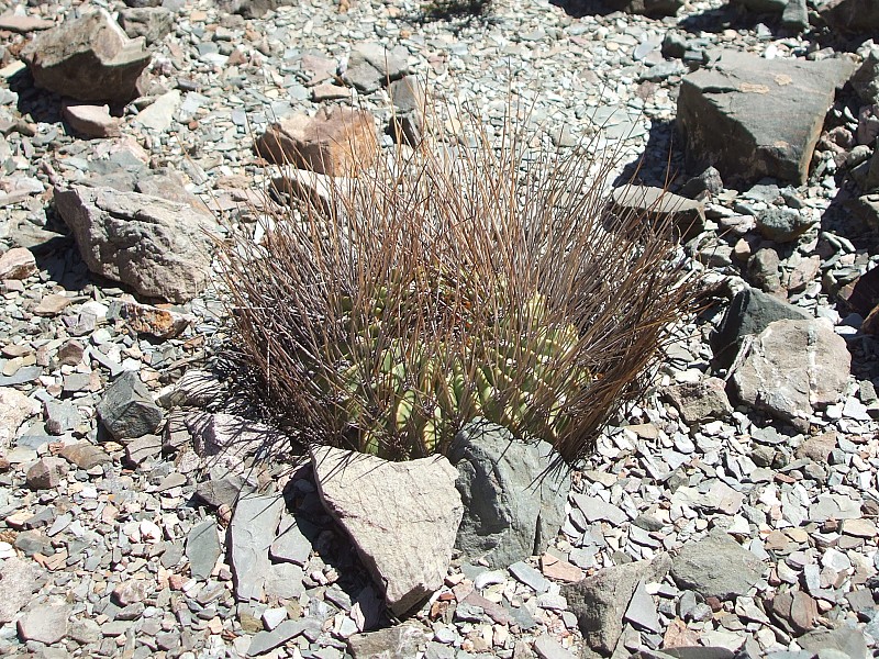 Fotografia di Echinopsis ferox in habitat