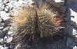 Preview photo Echinopsis ferox