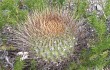 Vista previa de Echinopsis ferox