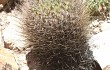 Vista previa de Echinopsis ferox