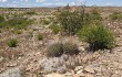 Vista previa de Echinopsis ferox