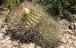 Anteprima di Echinopsis ferox