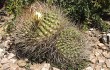 Vista previa de Echinopsis ferox