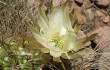Vista previa de Echinopsis ferox