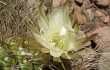 Preview photo Echinopsis ferox