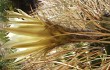 Anteprima di Echinopsis ferox