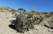 Anteprima di Echinopsis ferox