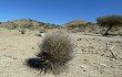 Vista previa de Echinopsis ferox