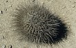 Anteprima di Echinopsis ferox