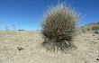 Vista previa de Echinopsis ferox